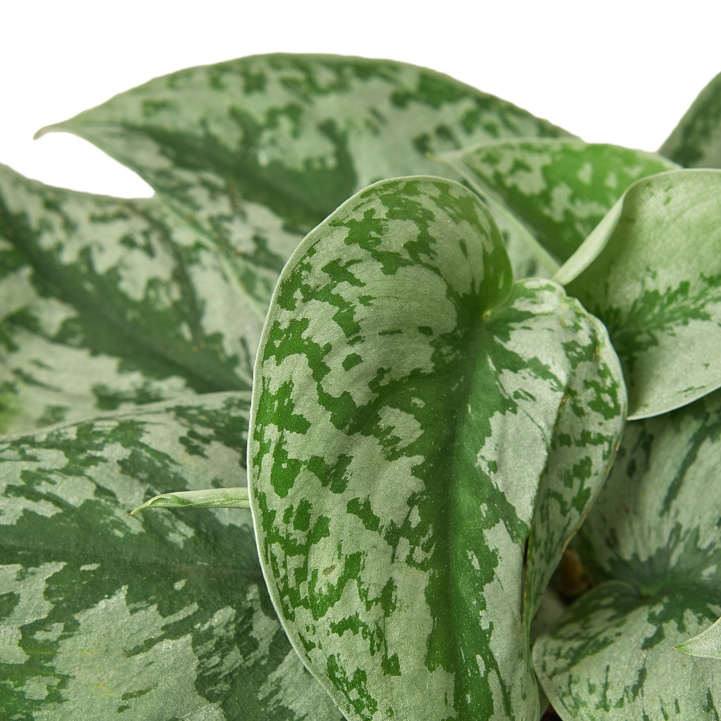 Pothos 'Silver Splash'