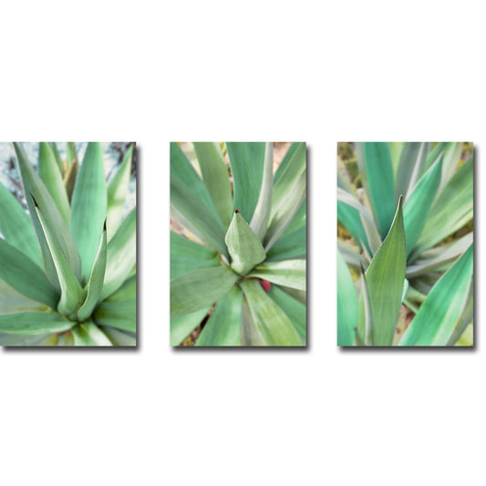 Artistic Home Gallery 16240564IG Agave Succulent 1, 2 & 3 by Alan