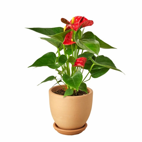 Anthurium 'Red'