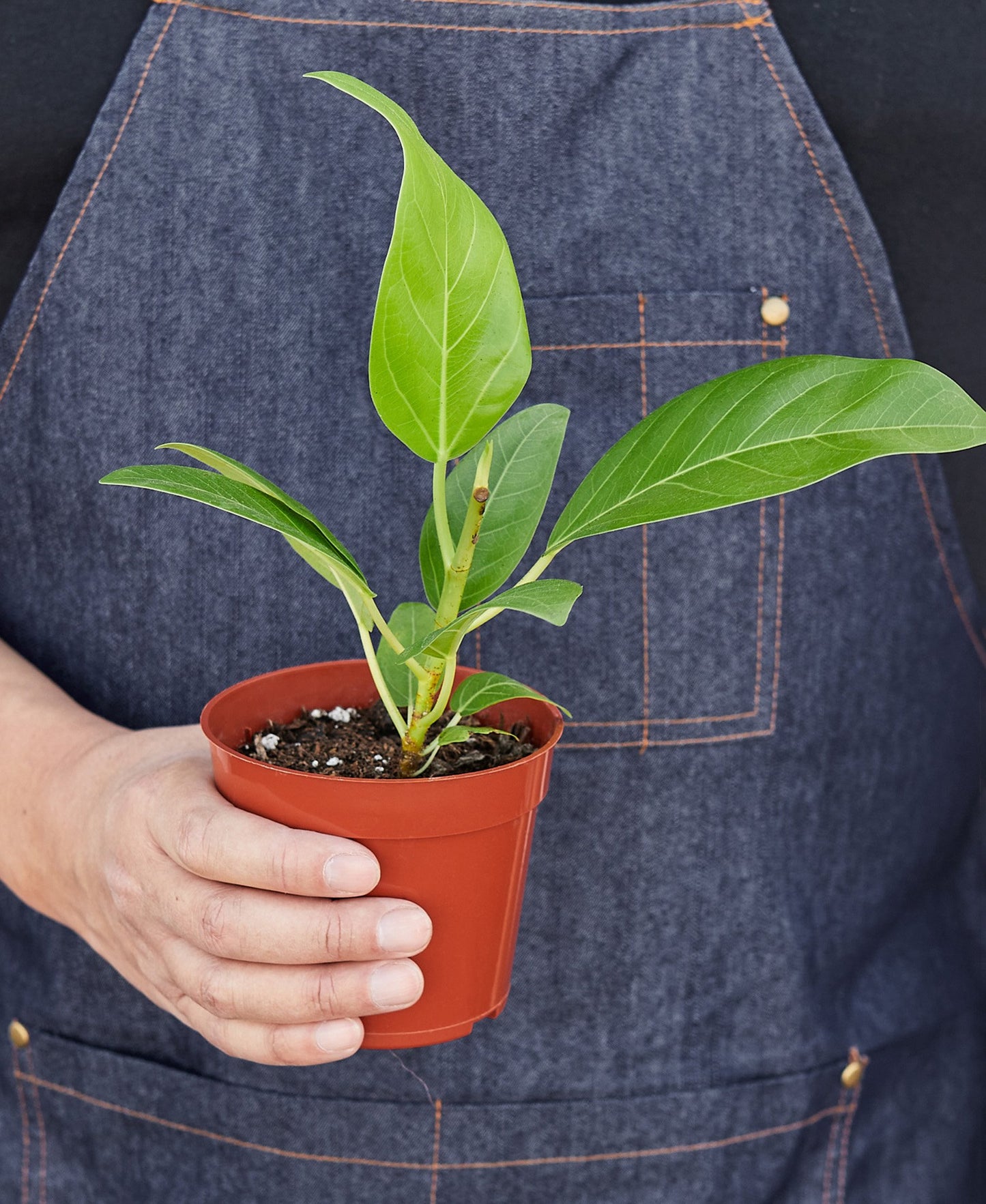 Ficus 'Audrey' - 4" Pot