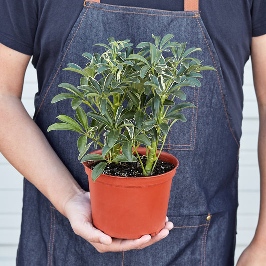 Schefflera Moonlight 'Umbrella Plant'