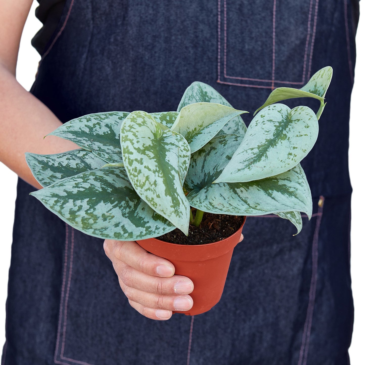 Pothos 'Silver Splash'