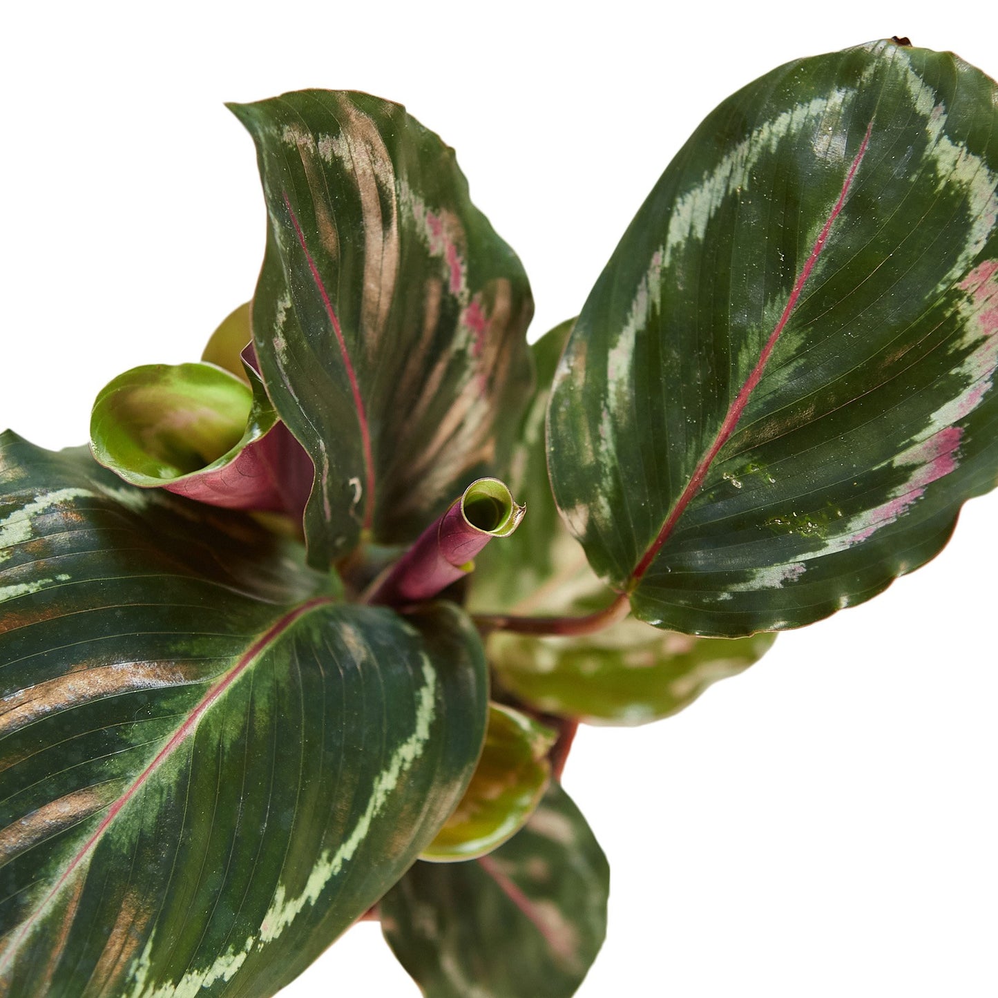 Calathea Roseopicta 'Medallion'