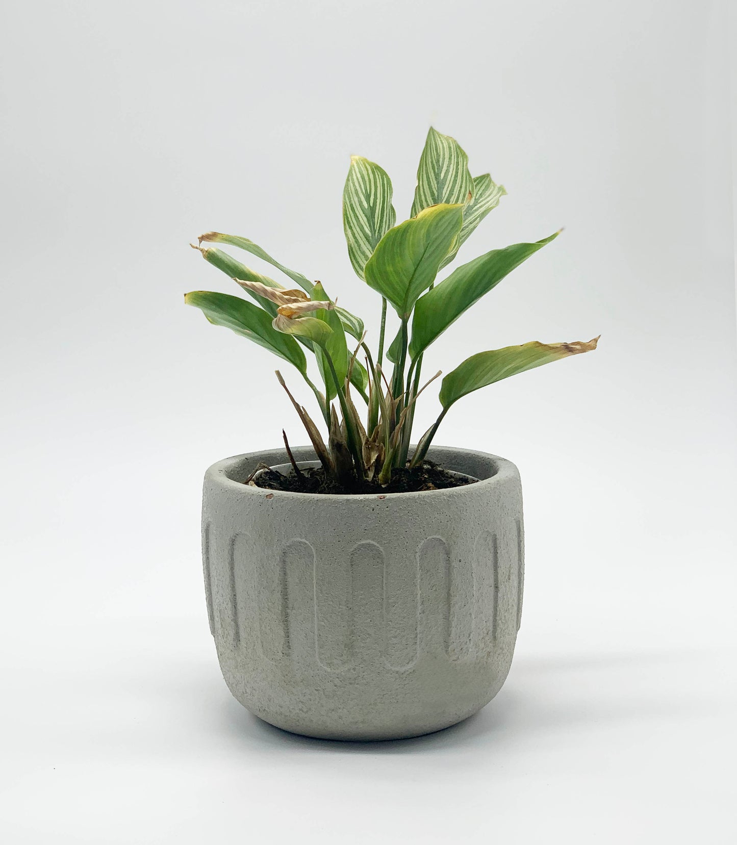 Roma Concrete Planter